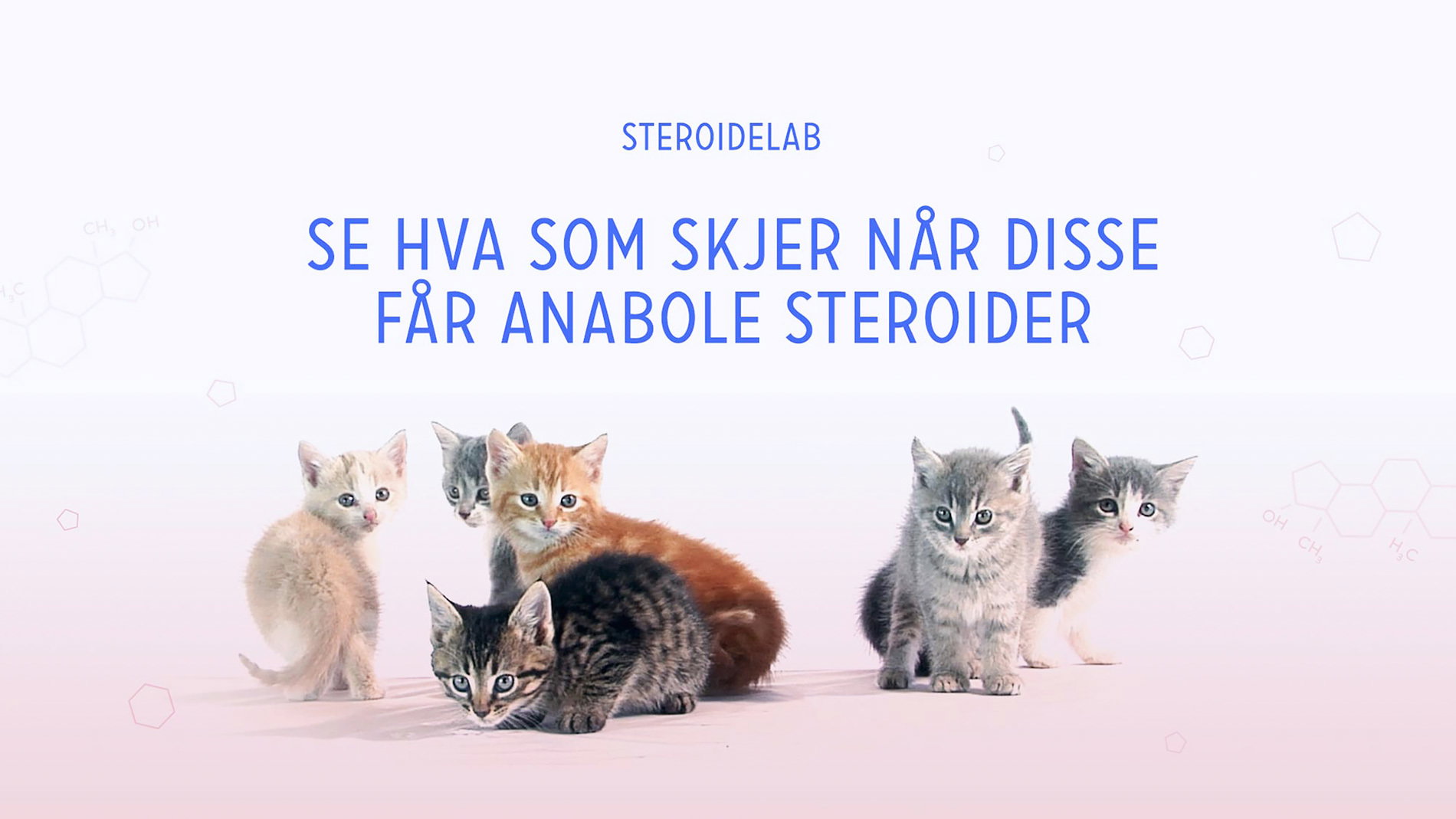 01 OUS Steroidelab Bilde Katter