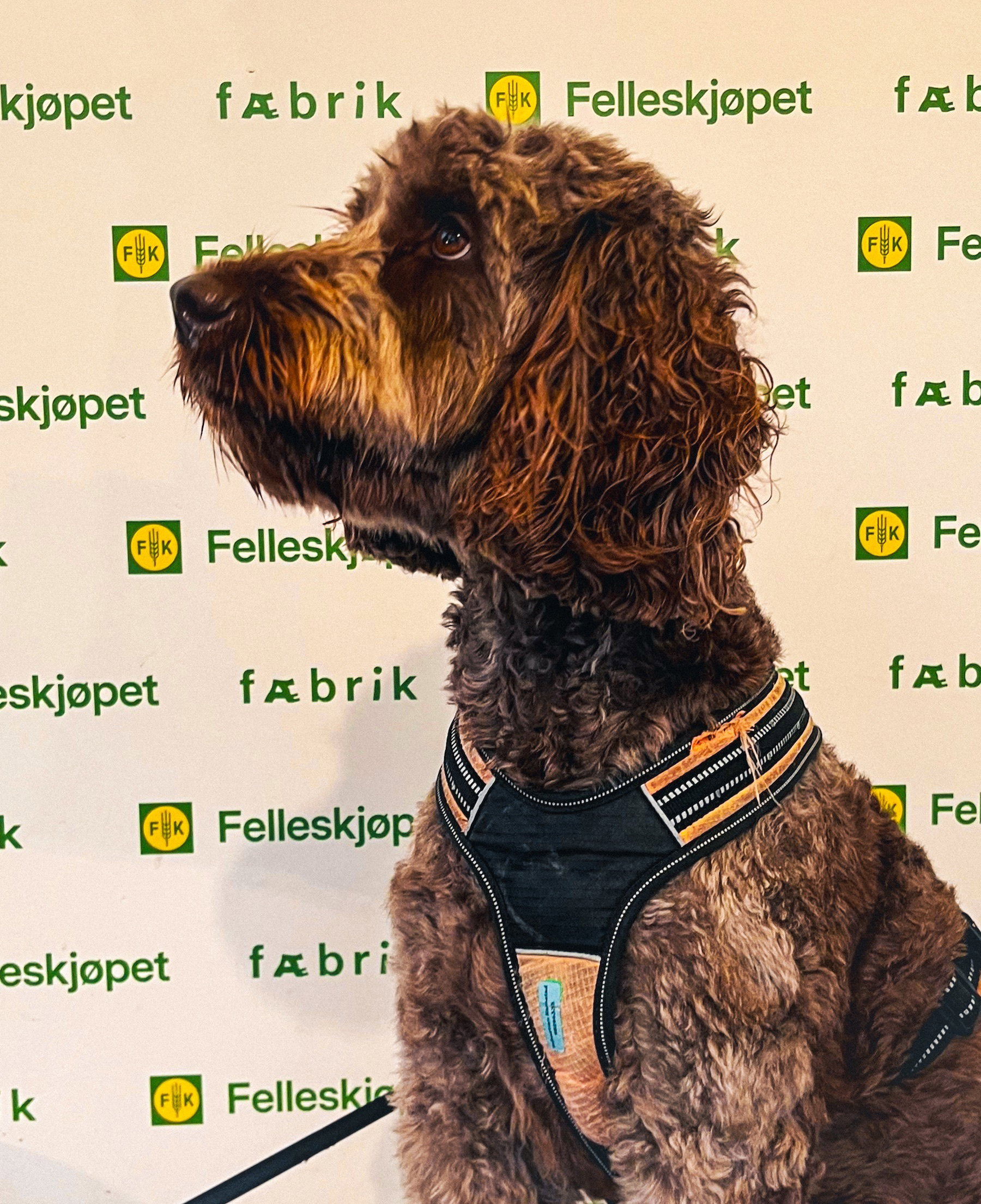 4 Hund event