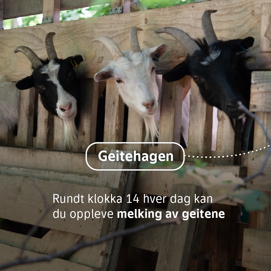 Håøya 2