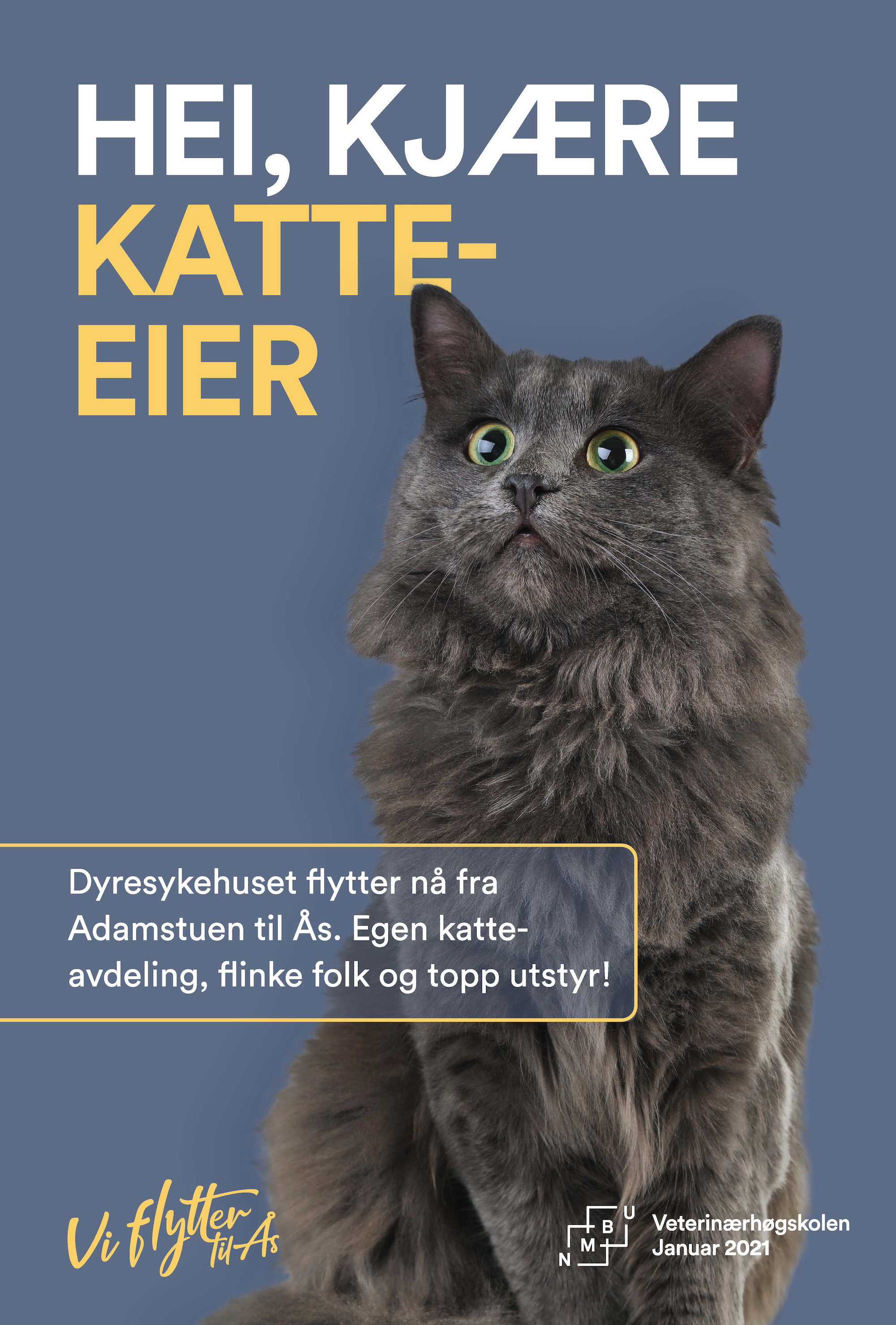 Katt NMBU
