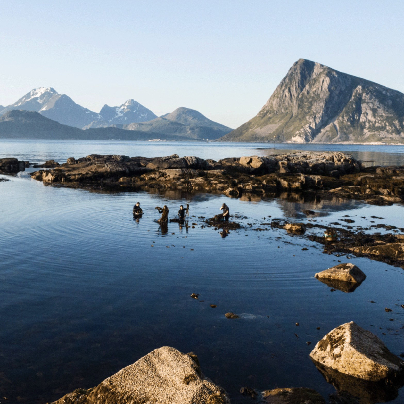 Lofoten Seaweed 6
