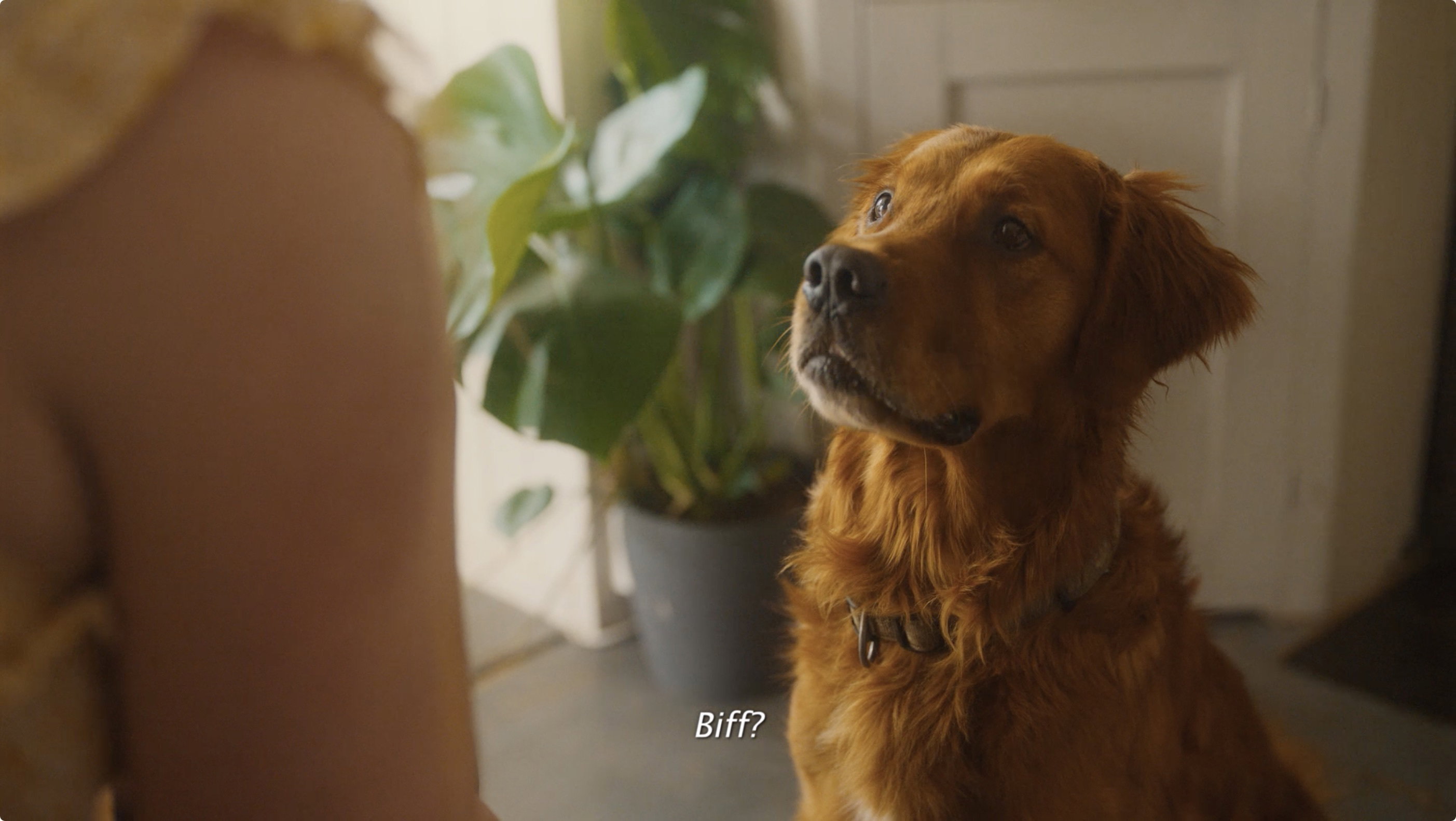 Lotto biff