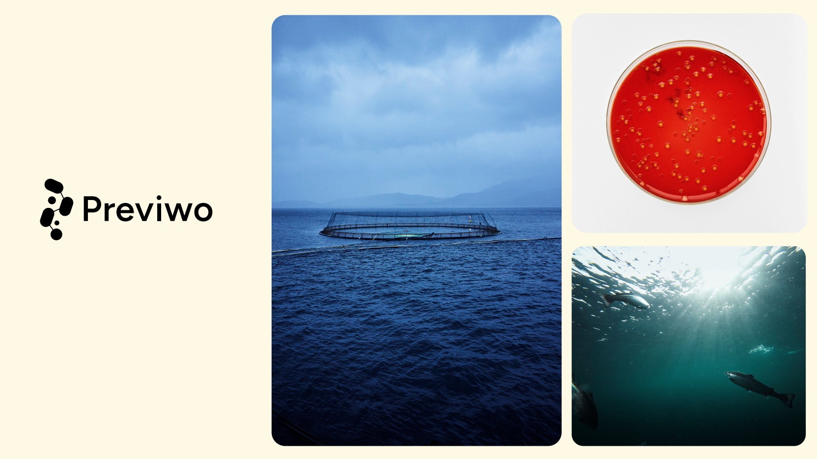 Previwo profil 5