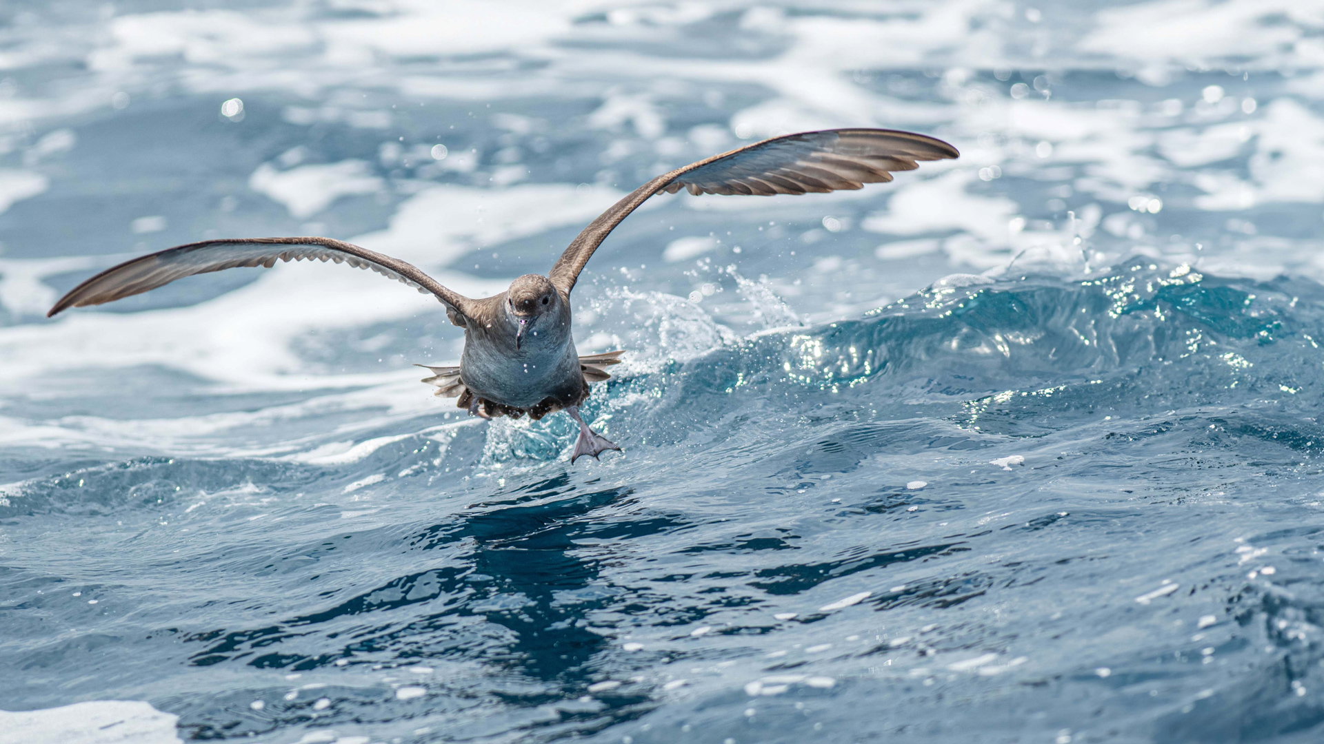 Shearwater bird