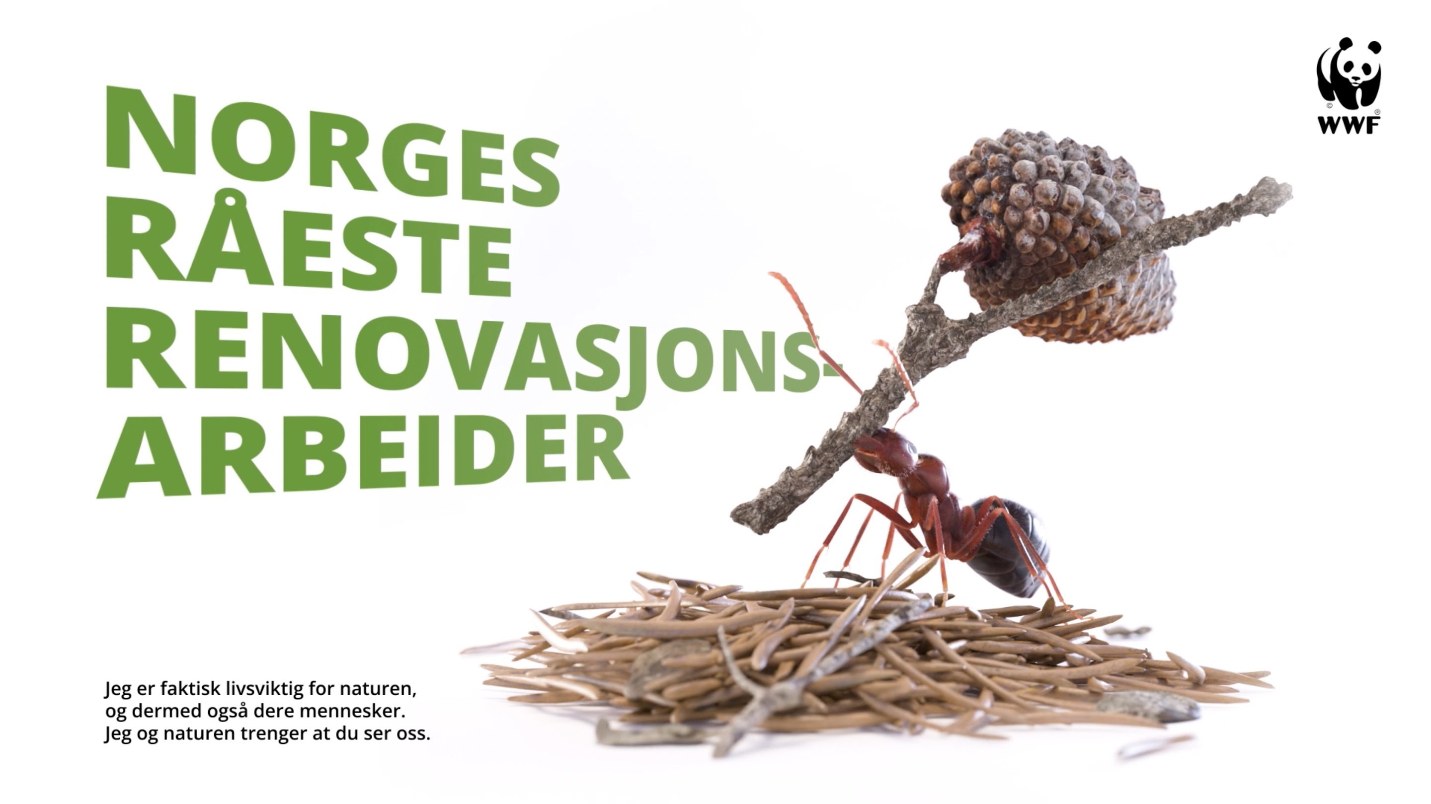 WWF Digital Board Maur