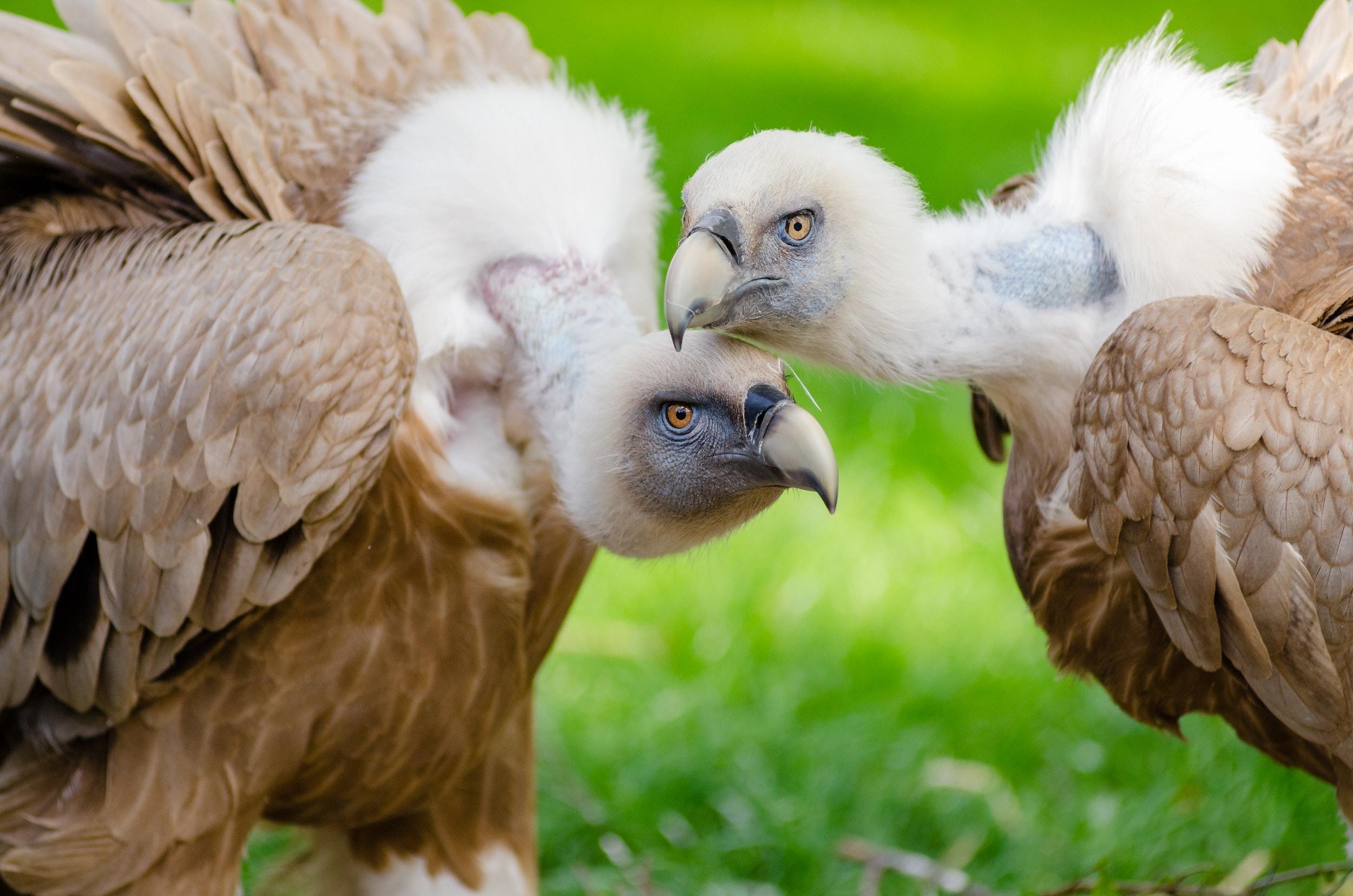 Brown and white vultures standing on grass field in close up 145957