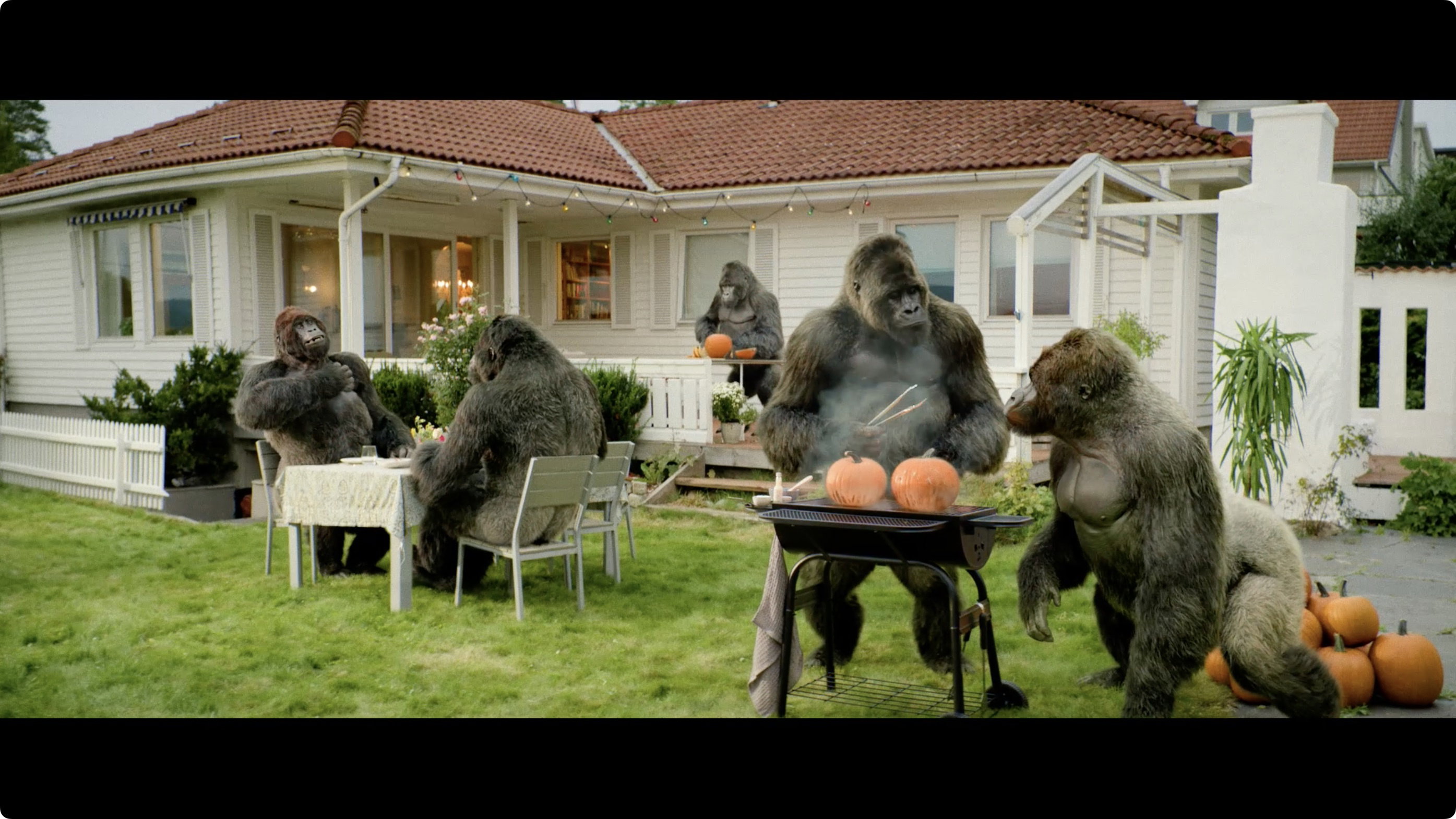 Gorilla