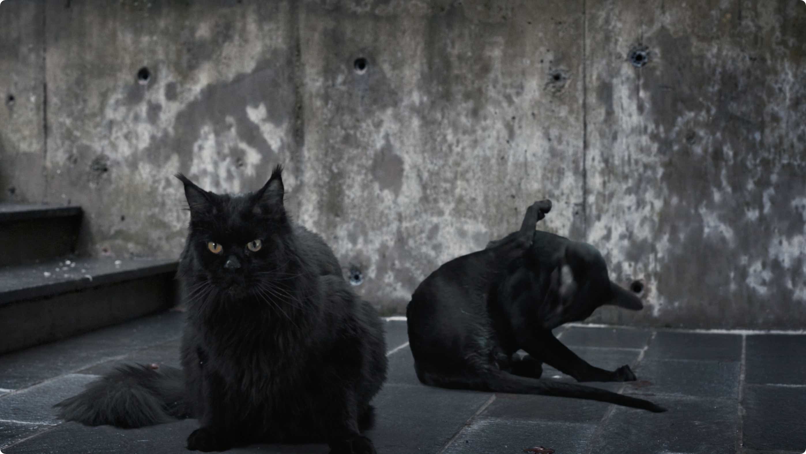 Svartkatt